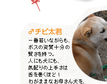 チビ太君 一番若いながらも、ボスの資質十分の賢さを持つ。人にも犬にも、気配りの上手さは舌を巻くほど！わがままなお母さん犬を、いつも守っている。