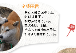 柴田君
	 チビ太君のお母さん。名前は親子でかけあわせている。柴犬らしい性格。やんちゃ盛りの息子に引きずり回されている。。